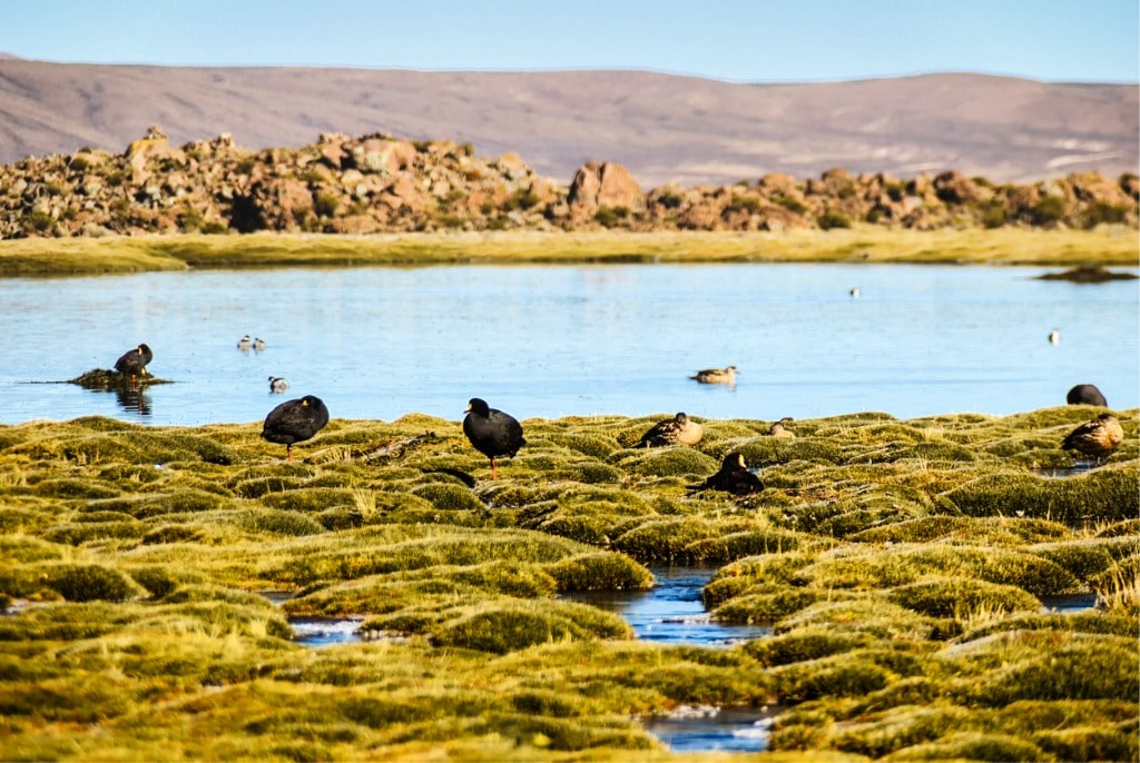 Tres Cruces Norte Lagoon