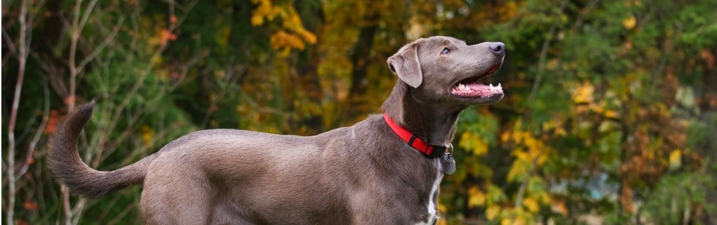 Blue Lacy