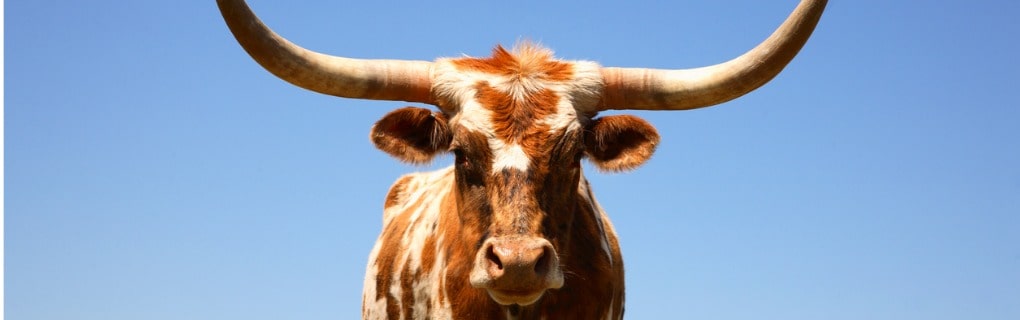 Texas Longhorn