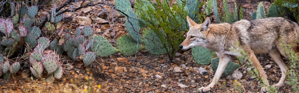 Coyote in desert