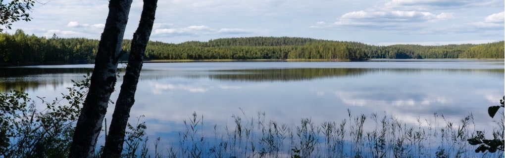 Pine tree lake