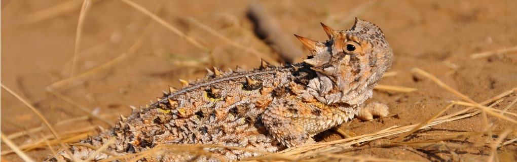 Horny Toad