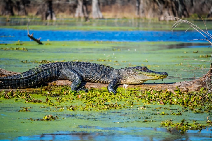 American Aligator