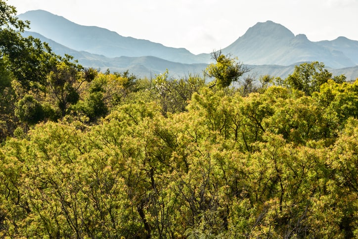 Trees at Big Bend