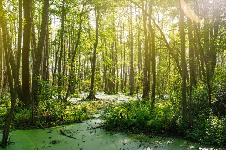 Big Thicket National Preserve