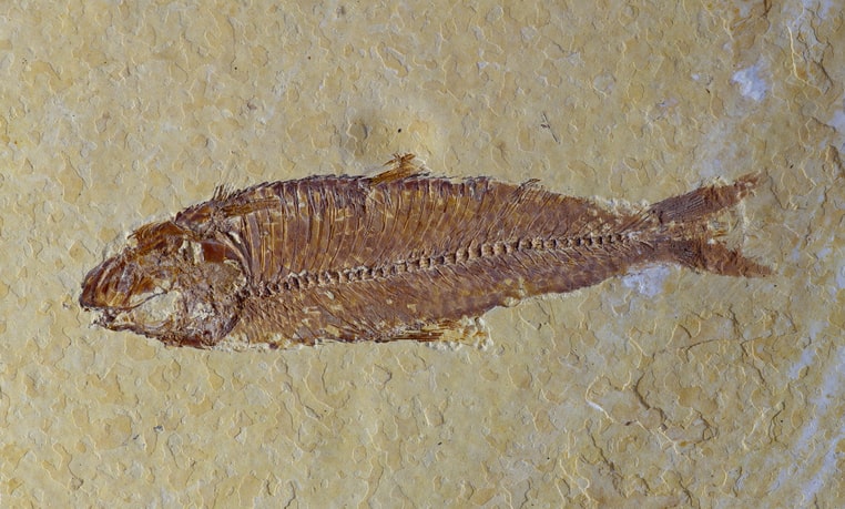 Fossil