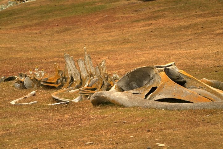 Whale fossil