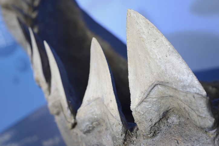 Shark teeth