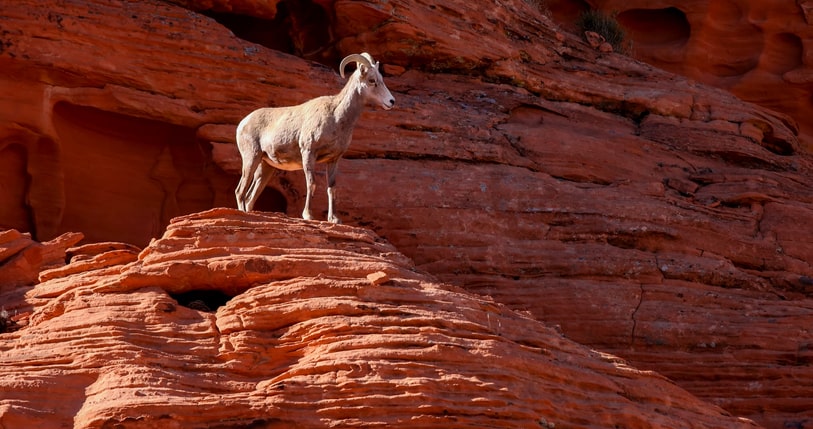 Desert bighorn sheep