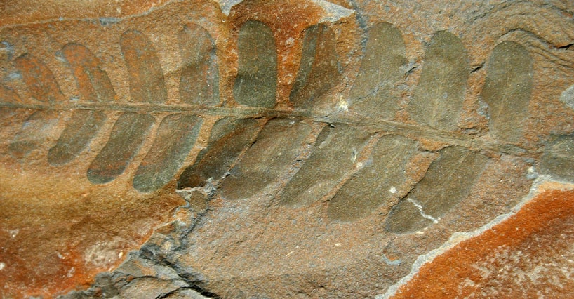 Fern fossil