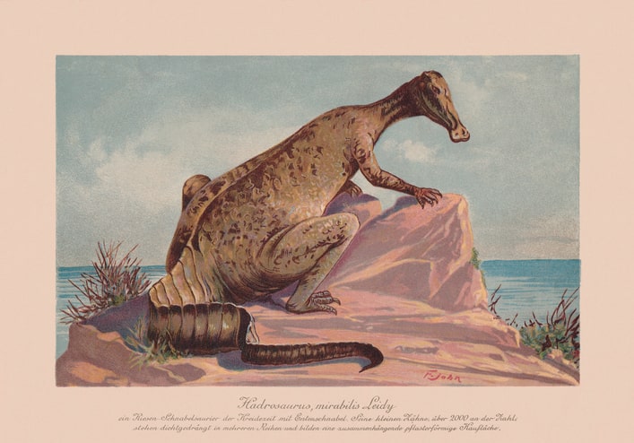 Augustynolophus