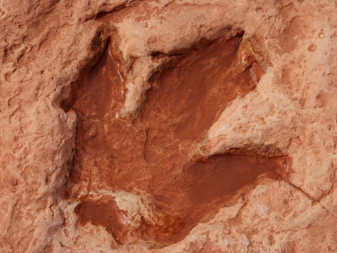 Dinosaur footprints