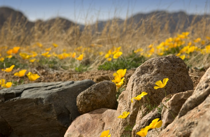 Yellow poppies