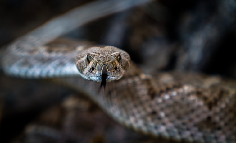 Western Diamondback Rattlesnake