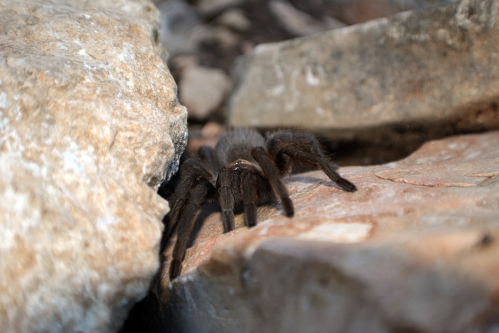 Texas Brown Tarantula