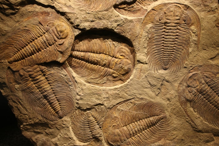 Fossil