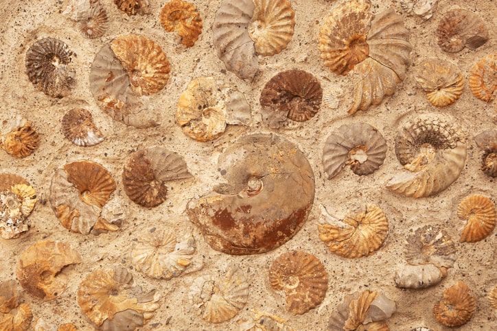 Ammonite