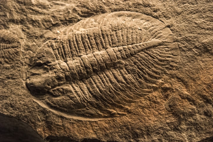 Fossil