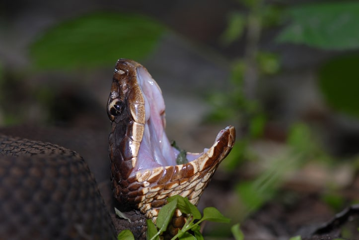 Western Cottonmouth