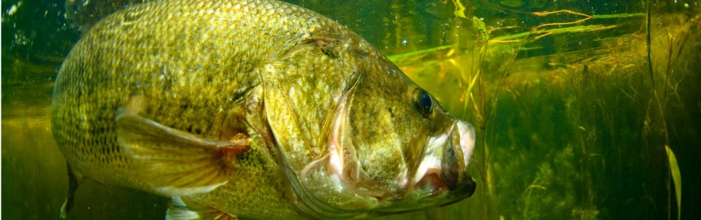 Largemouth bass