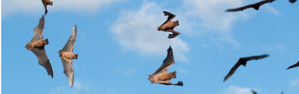 Mexican Free-Tailed Bat