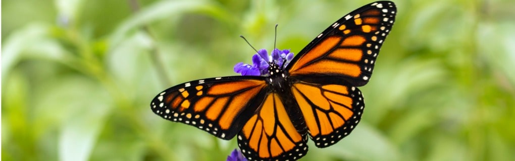 Monarch butterfly