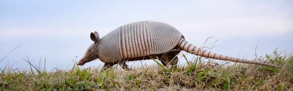 Nine-banded Armadillo