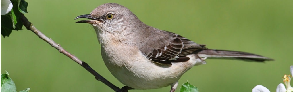 Northern Mockingbird