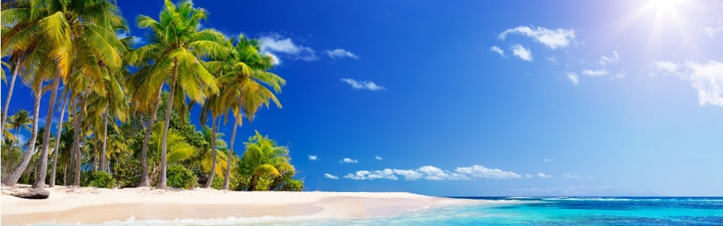 Palm tree on Guadalupe, Caribbean