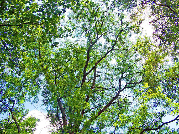 tops of trees