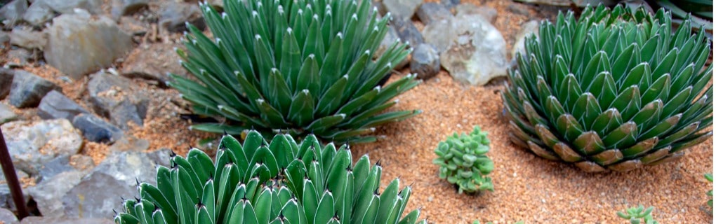 Agave plants