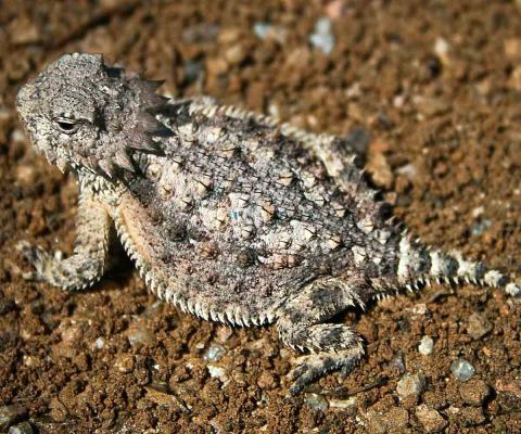 The Horned Lizard