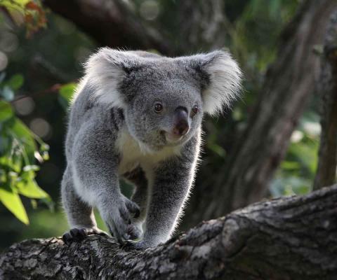 Koala