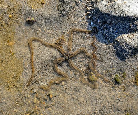 Brittle Star by Rajendra Jadeja via Wikimedia Commons