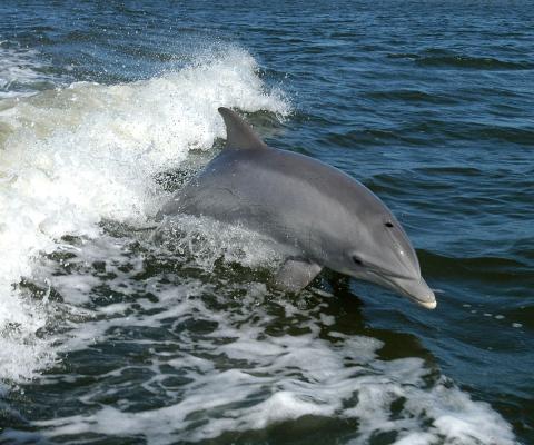 Dolphin