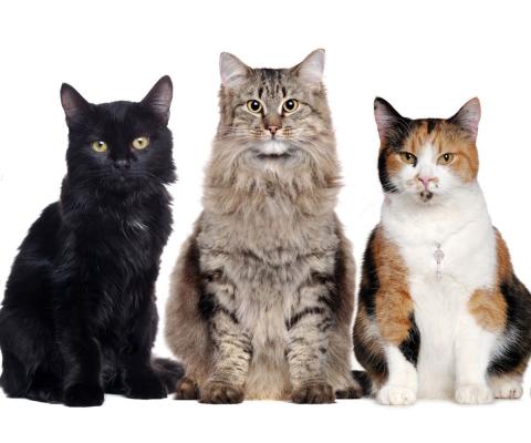 Cat Breeds