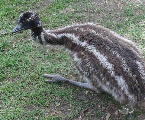 Baby Emu