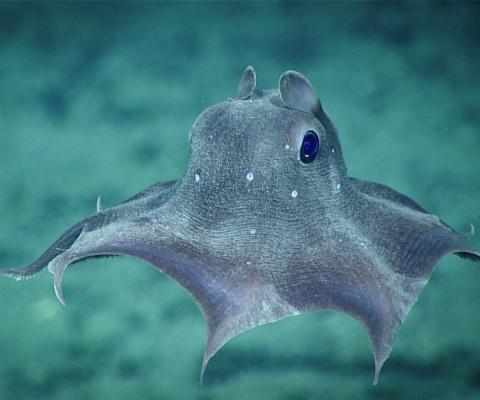 Dumbo Octopus