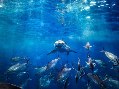 Great White Shark swimming 