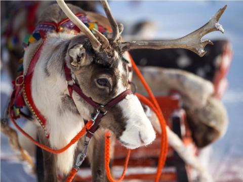 Reindeer