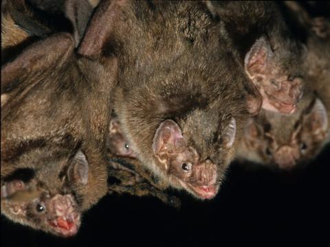 Vampire bats