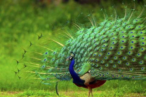 Peacock