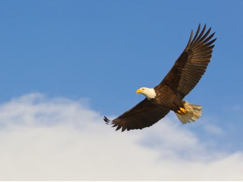 Bald eagle