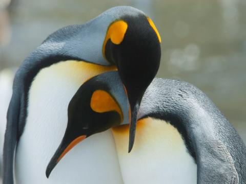 Emperor penguins