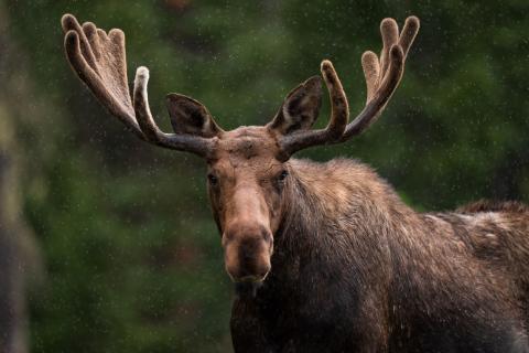 Moose