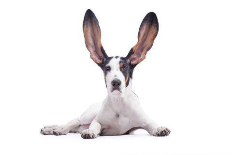 dog with silly ears