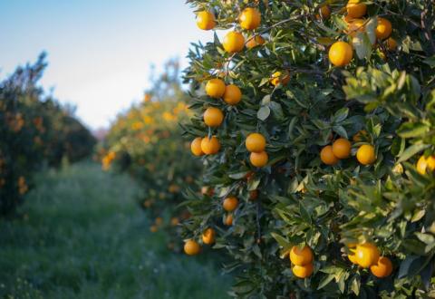 Fruit trees