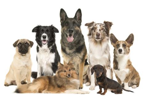 Dog breeds