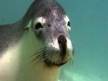 Seal and Octopus: Sense of Touch