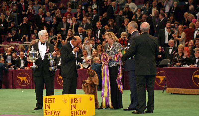 The first Westminister Dog Show was held.